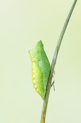 Papilio machaon