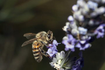 Bee apis mellifica