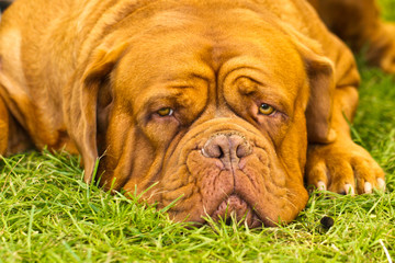 Dogue De Bordeaux
