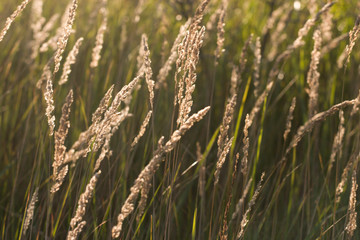 prairie grass in the sunshine