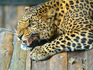 Leopard portrait