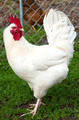 White feathered rooster