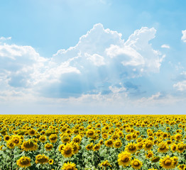 Obraz premium cloudy sky over field with sunflowers