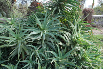 Fototapeta premium Aloe Plant