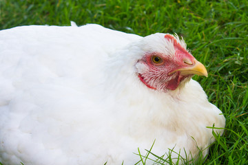 Chicken in grass