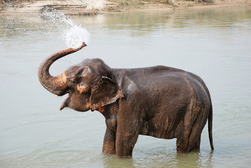 Elephant splashing water, Chitwan National park,