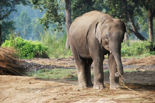 Elephant in Chitwan national park, Nepal