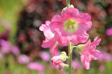 Stockrose pink