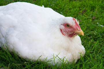 White chicken in grass