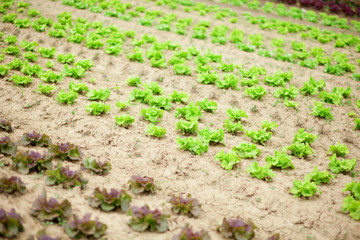 Fresh lattuce growing on a farm