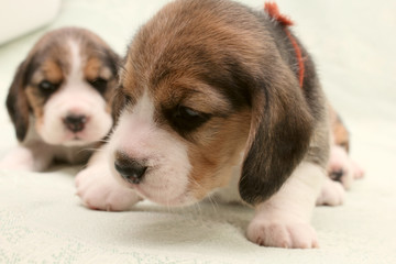 dogs puppies beagle