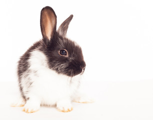 Rabbit isolated on a white background