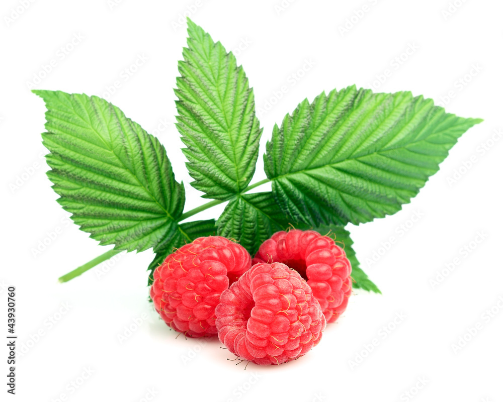 Poster fresh raspberry with leaves