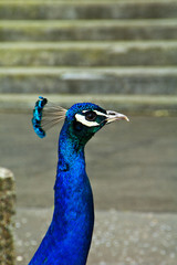 Fototapeta premium Beautiful Blue peacock