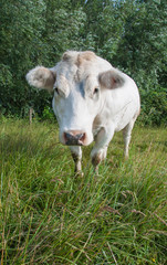 Naklejka na ściany i meble White cow in a Dutch landscape