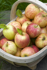 fresh apples in a wooden trug