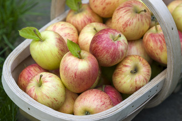 fresh apples in a wooden trug