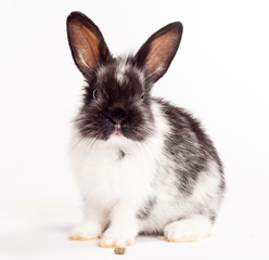 Obraz premium Rabbit isolated on a white background