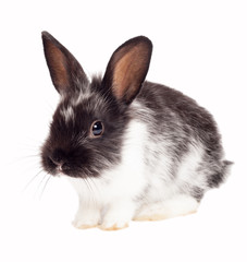 Rabbit isolated on a white background