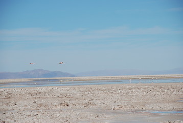 Fototapeta na wymiar Flamingos in Salt Flats, Chile