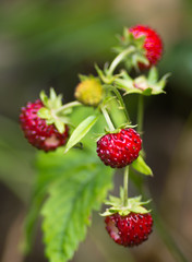 Plants of red ripe wild strawberry in summer.
