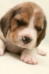 puppy dog beagle