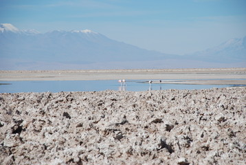 Flamingos in Salt Flats, Chile