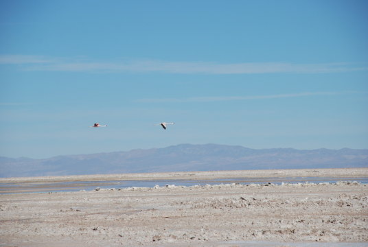 Flamingos in Salt Flats, Chile