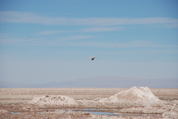 Atacama Salt Flats