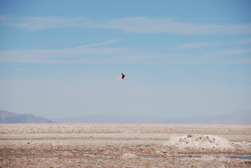 Atacama Salt Flats