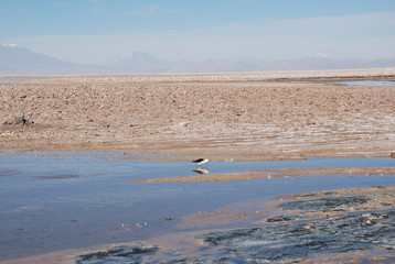 Atacama Salt Flats