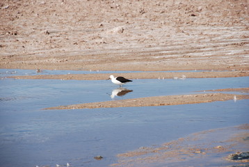 Atacama Salt Flats