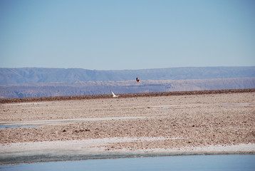 Flamingo on Salt Flats, Chile