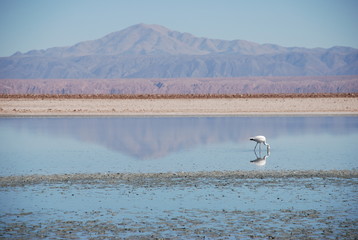 Flamingo on Salt Flats, Chile