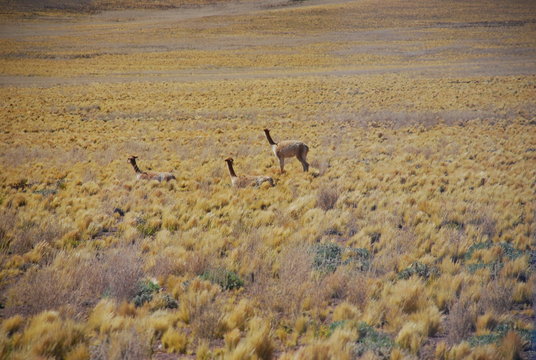 Vicunas in Chile