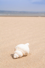 Fototapeta na wymiar Muszli na plaży