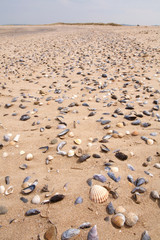 Shells on a beach