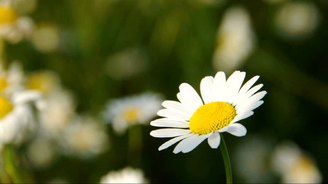 Close-up on a daisy blooming in the field
