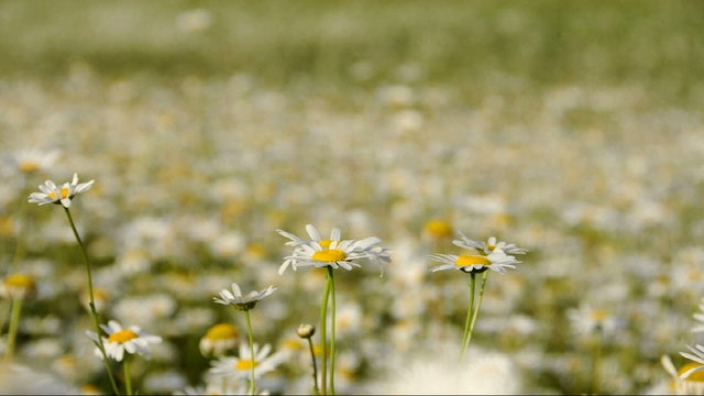 Numerous daisies blooming in a green field