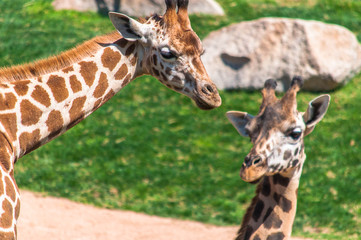 girafa