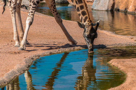 girafa