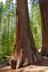 Yosemite National Park - Mariposa Grove Redwoods
