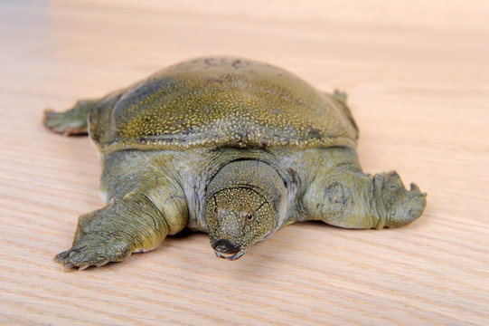 Chinese soft-shelled turtle
