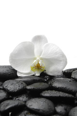 Fototapeta na wymiar Macro of white orchid and spa stones