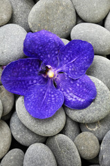 Fototapeta na wymiar Macro of blue orchid with gray stones