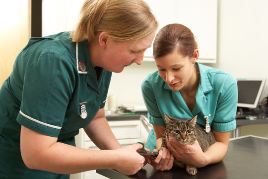 Female Veterinary Surgeon And Nurse Examining Cat In Surgery