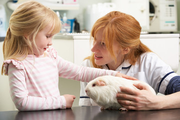 Veterinary Surgeon Examining Child's Guinea Pig In Surgery