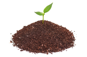 Green seedling
