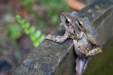 tree frog