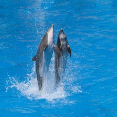 Deurstickers Dolfijnen Dauphine dansen op het water